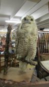 Taxidermy - an owl on branch.