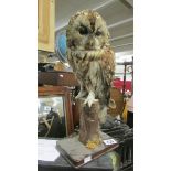 Taxidermy - an owl.