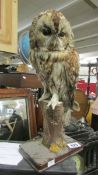 Taxidermy - an owl.