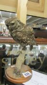 Taxidermy - a little owl.