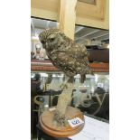 Taxidermy - a little owl.