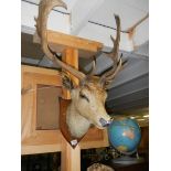 Taxidermy - a stags head on shield.