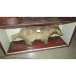 Taxidermy - a cased badger circa 1910.