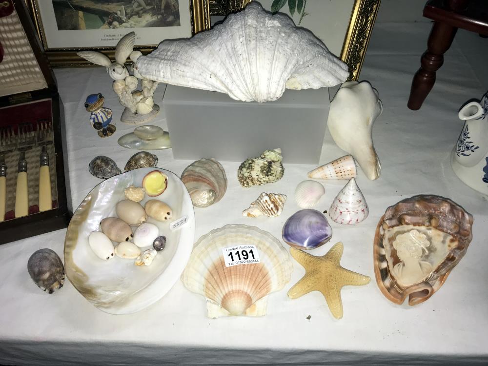 A quantity of various sea shells