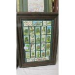 A framed and glazed set of Trees of Britain cigarette cards.