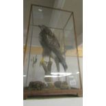 Taxidermy - a cased buzzard.