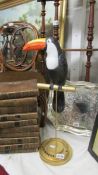 A Guinness toucan on perch.