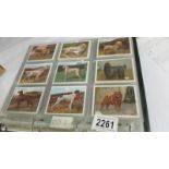 An album of cigarette cards including Players Dogs, Treasures of Britain, Famous Beauties,