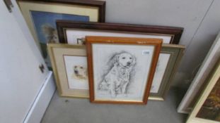 5 framed and glazed prints of dogs including collie, Golden Retriever, Fox Terrier etc.