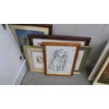 5 framed and glazed prints of dogs including collie, Golden Retriever, Fox Terrier etc.