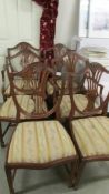 A set of 6 good quality shield back dining chairs.