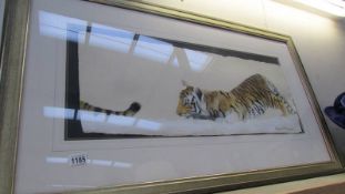 An original framed and glazed painting 'Tiger Chasing a Tail' by Pollyanna Pickering,