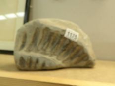 A large fossil,