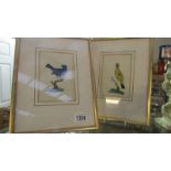 A pair of watercolours of exotic birds,