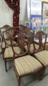 A set of 6 mahogany shield back dining chairs comprising 2 carvers and 4 diners.