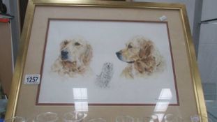 A framed and glazed watercolour of Golden Retrievers signed R G Barton.