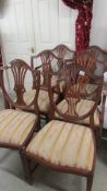 A set of 6 good quality mahogany shield back dining chairs.