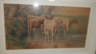 A framed and glazed watercolour of cattle in water, 60 x 39 cm.