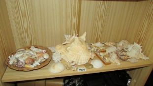 A shelf of assorted shells.
