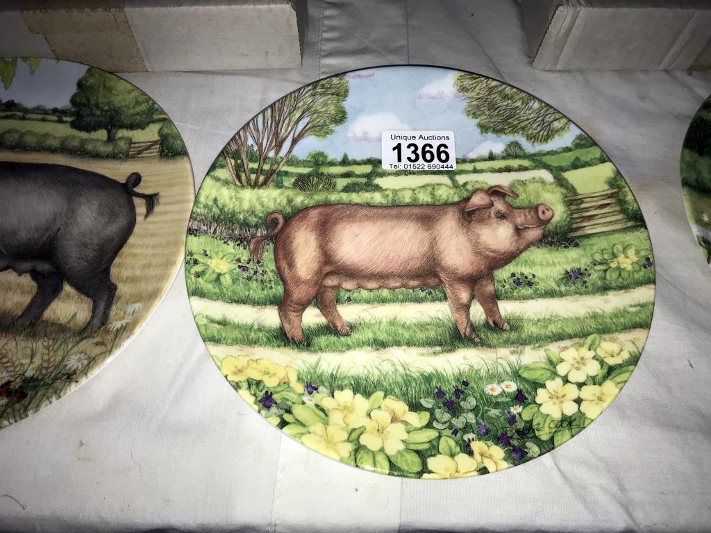 A collection of 5 Royal Doulton plates from 'The pigs in bloom' series including Campion, Buttercup, - Image 5 of 6