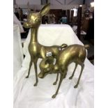 A pair of solid brass deer ornaments (height 55cm)