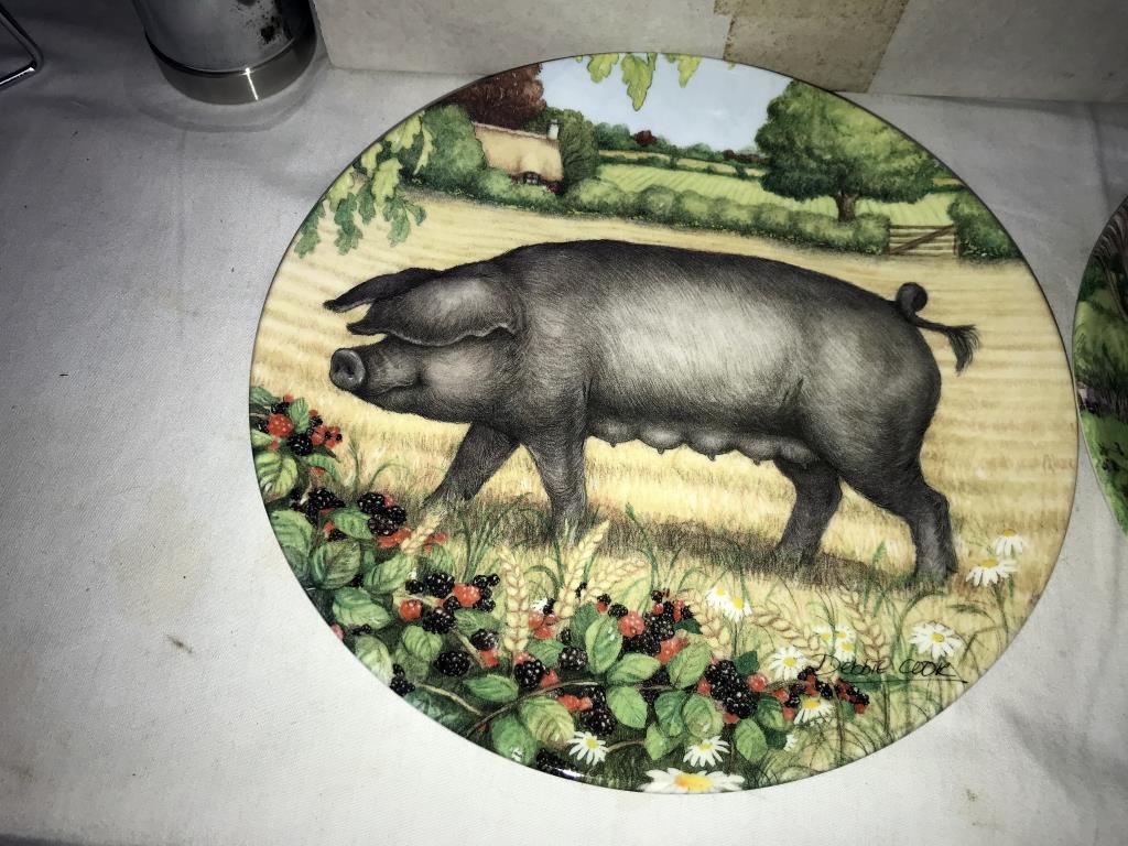 A collection of 5 Royal Doulton plates from 'The pigs in bloom' series including Campion, Buttercup, - Image 4 of 6