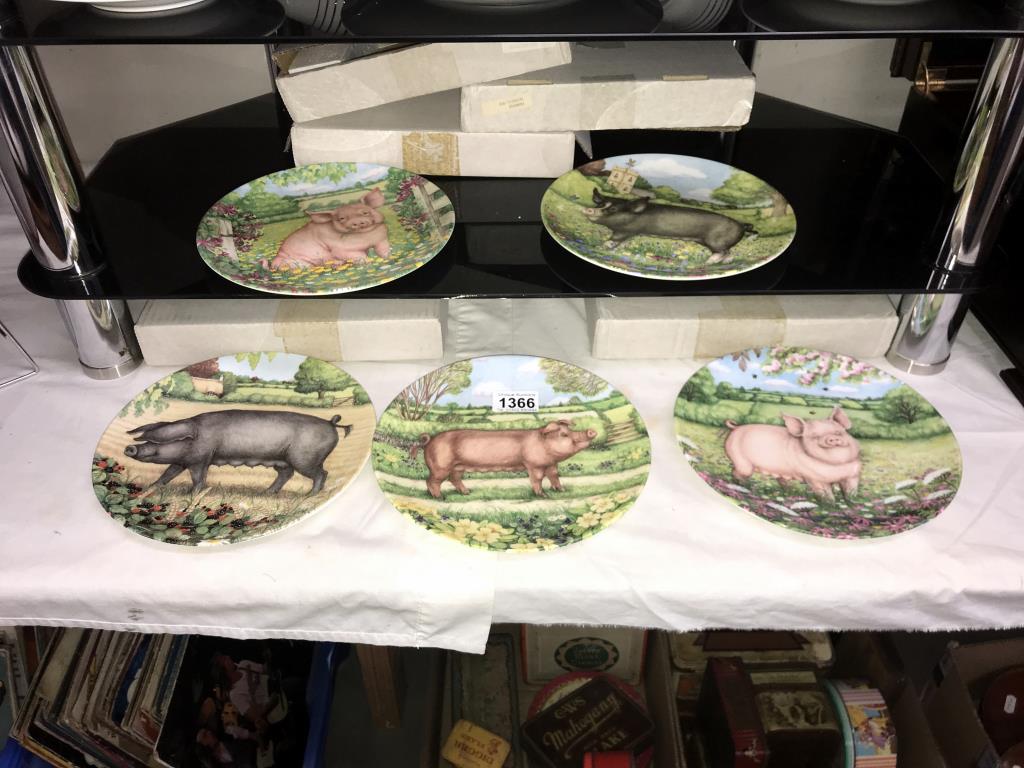 A collection of 5 Royal Doulton plates from 'The pigs in bloom' series including Campion, Buttercup,