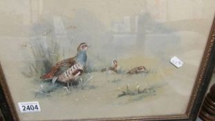 A framed and glazed watercolour of a partridge signed E.J.A. Moore '98 (1898).