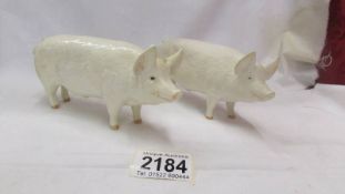 Two Beswick pigs - both Wall Champion Boy, one glazed and one unglazed.