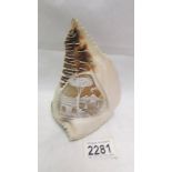 A carved conch shell as a lamp shade.