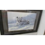 A large glazed print of a white tiger 87 x 60cm