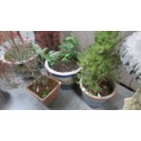 Five plant pots with plants.