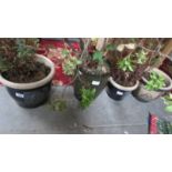 Four ceramic planters, three having plants,