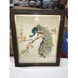 A framed & glazed embroidered picture of a Peacock.