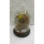 A Victorian taxidermy canary under glass dome, height 27cm,