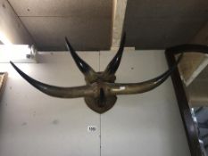 A good old taxidermy bulls horn group