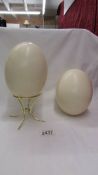 Two ostrich eggs.