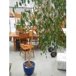An evergreen tree in a blue glazed terracotta pot (approximate total height 220 cm,