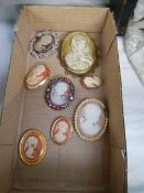 A quantity of cameo brooches.