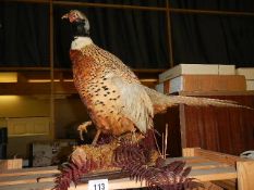 A vintage uncased taxidermy pheasant