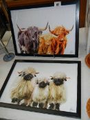 2 fabulous framed and glazed prints of Highland cattle and black faced sheep