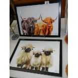 2 fabulous framed and glazed prints of Highland cattle and black faced sheep