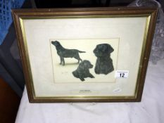 A framed and glazed print of Black Labrador by Robert T May