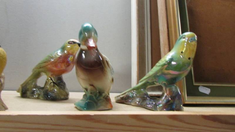 KSP lustre budgies and other birds etc. - Image 3 of 3