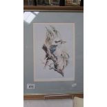 A framed and glazed print of a kookaburra bird.