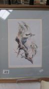 A framed and glazed print of a kookaburra bird.