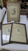 Three early 20th century framed and glazed portrait photographs.