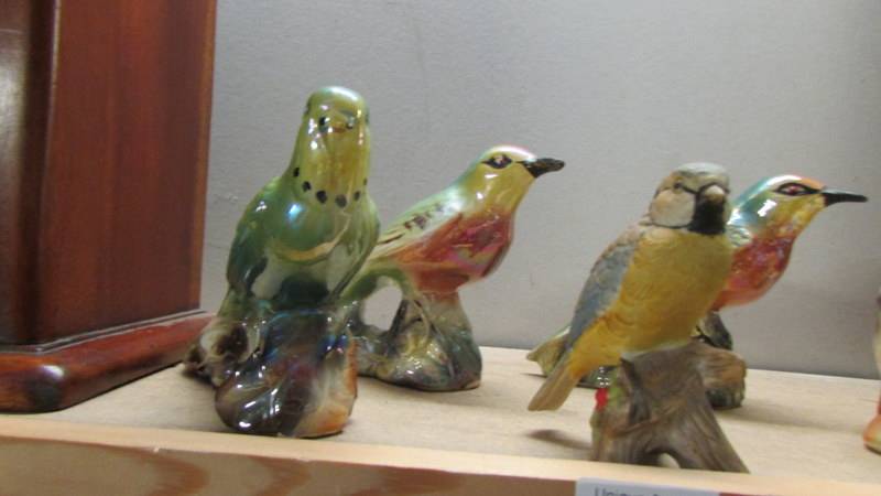 KSP lustre budgies and other birds etc. - Image 2 of 3