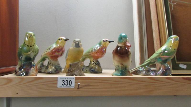 KSP lustre budgies and other birds etc.