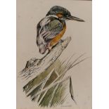 RICHARD WARD (Yorkshire/Connemara) Watercolour, Study of a Colourful Bird, perched on a branch, 24cm